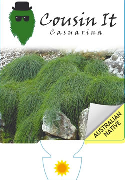 Casuarina Cousin It - Ausplant Nursery, Dalby